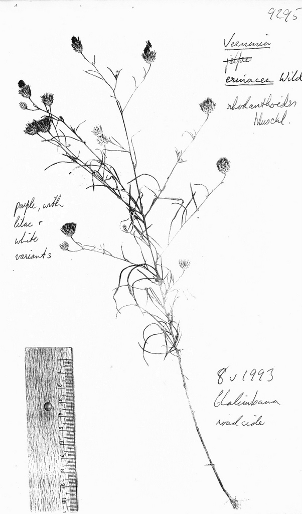 Vernonia rhodanthoidea Vernonia rhodanthoidea