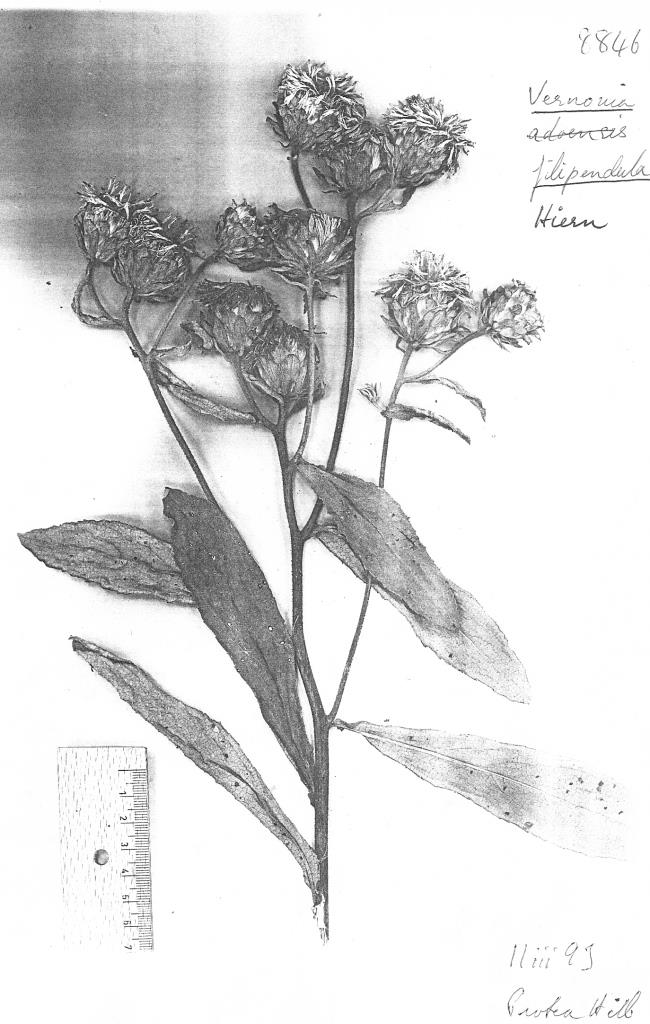 Vernonia filipendula