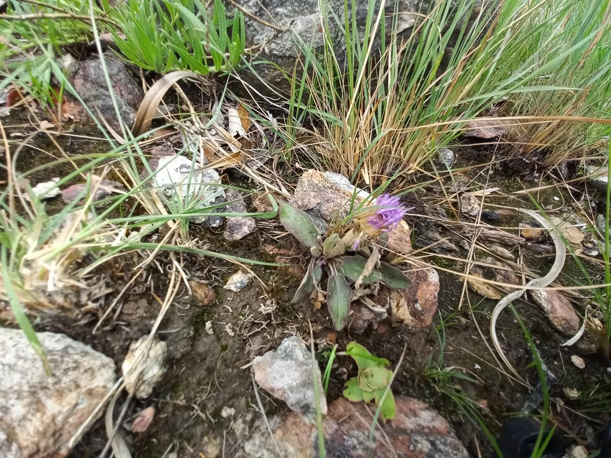 Vernonia gerberiformis subsp. gerberiformis var. gerberiformis