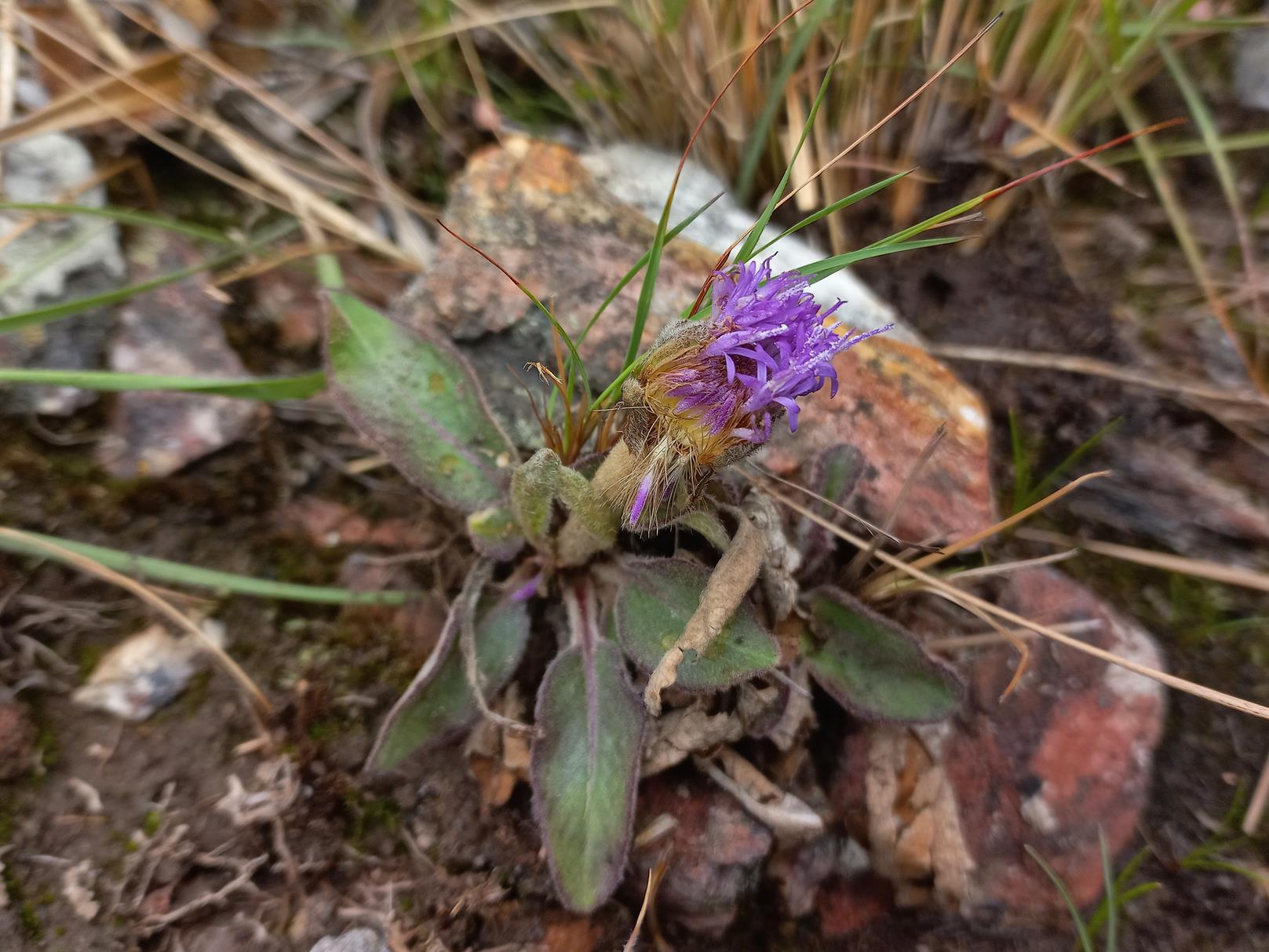 Vernonia gerberiformis subsp. gerberiformis var. gerberiformis