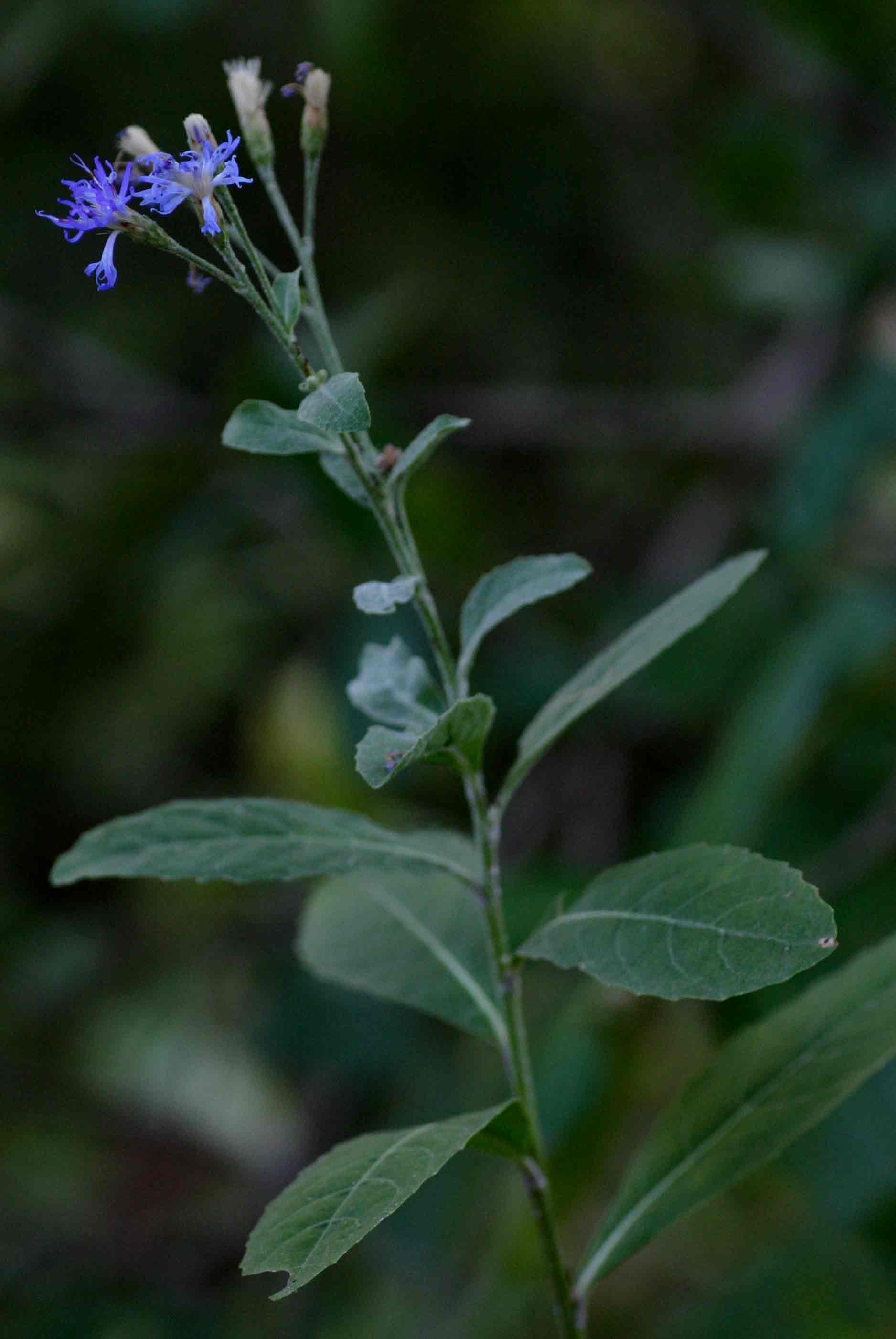 Vernonia glabra var. laxa