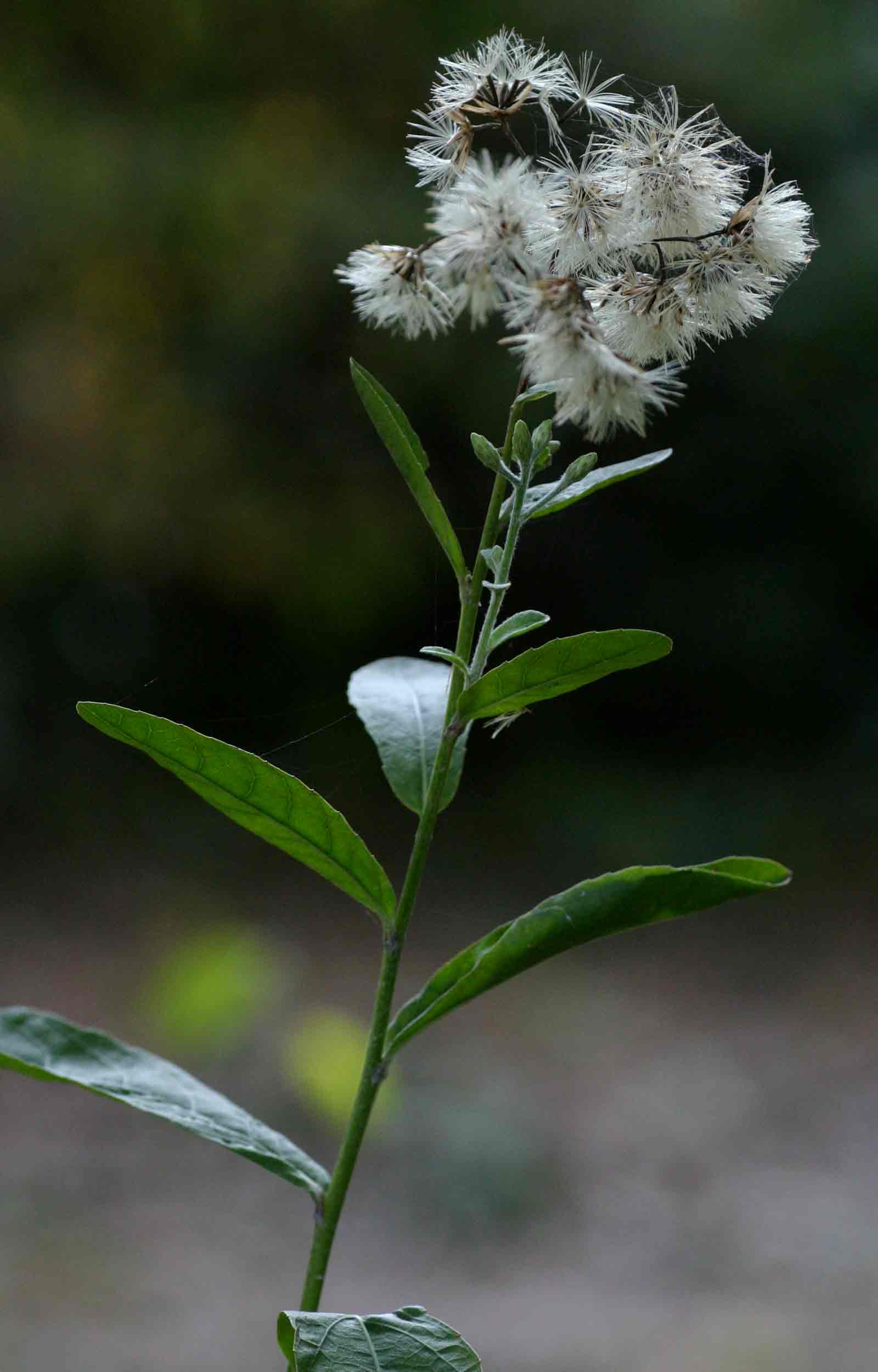 Vernonia glabra var. laxa