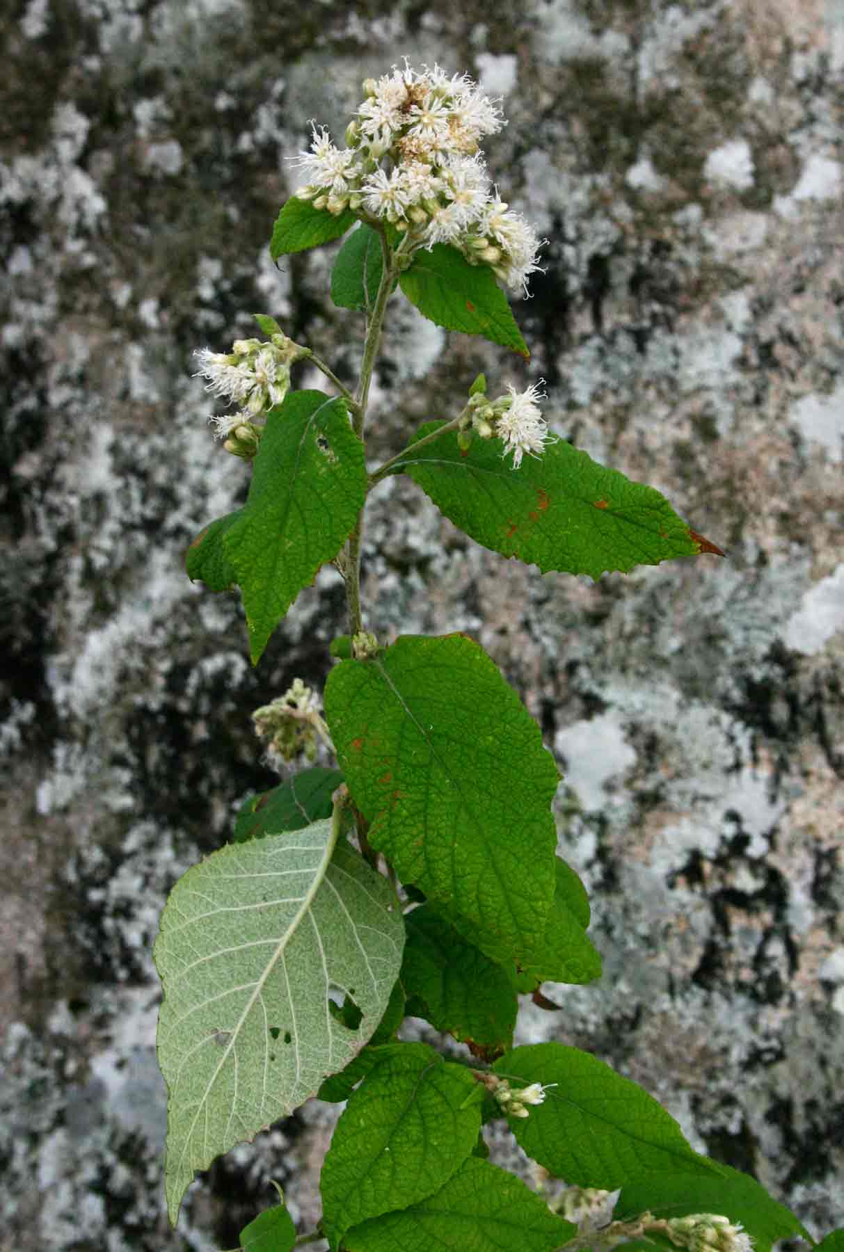 Vernonia holstii Vernonia holstii