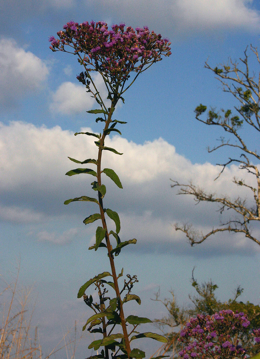 Vernonia karaguensis Vernonia karaguensis
