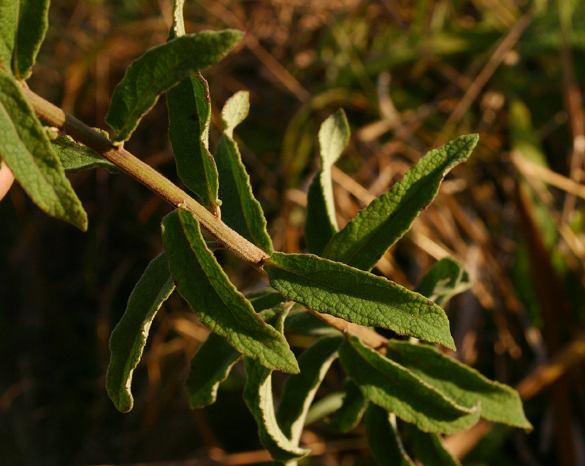 Vernonia karaguensis