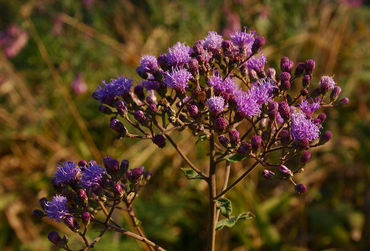 Vernonia karaguensis