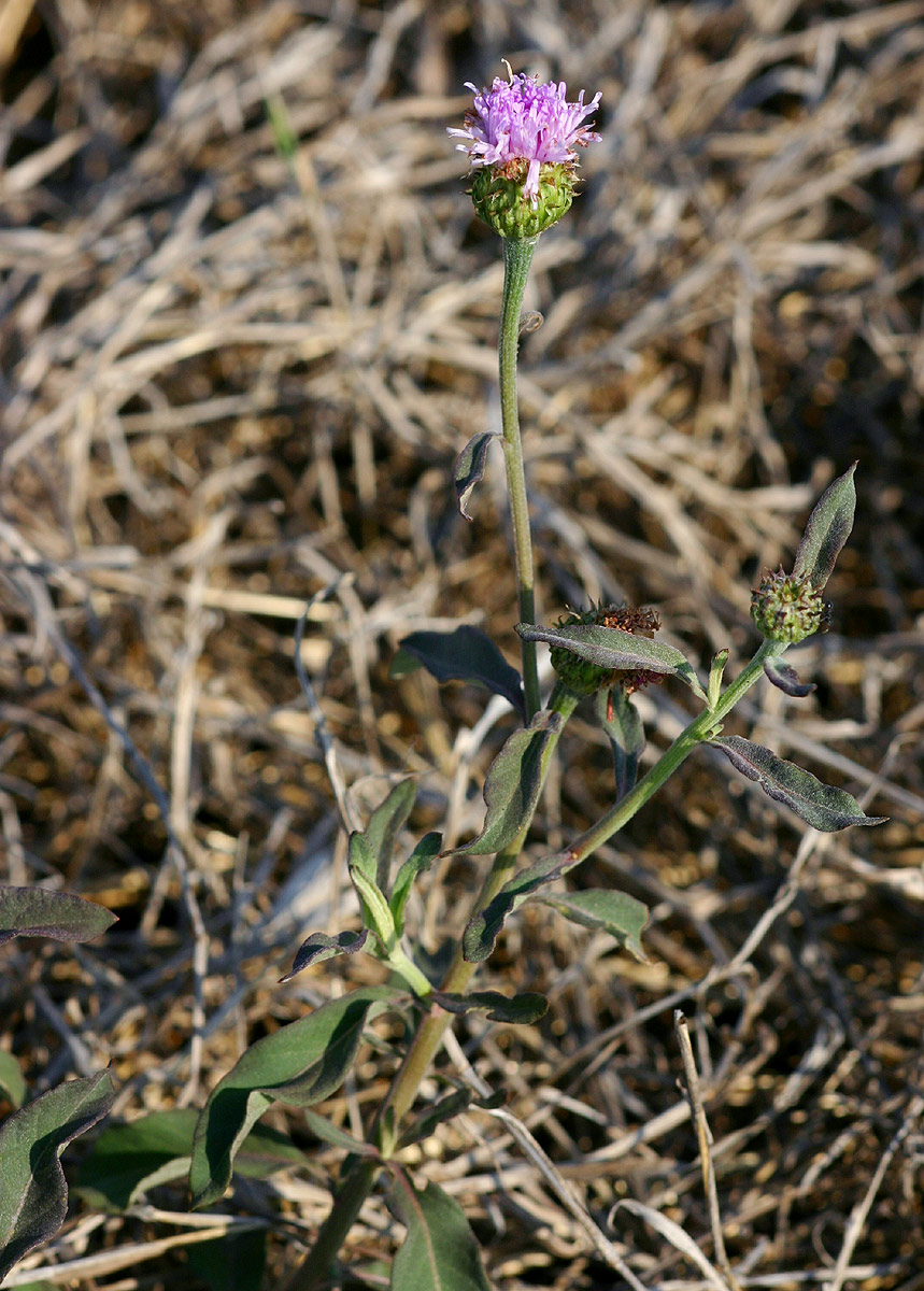 Vernonia kirkii