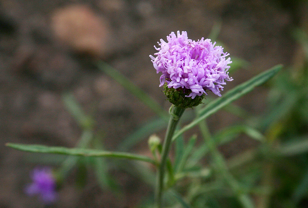 Vernonia kirkii