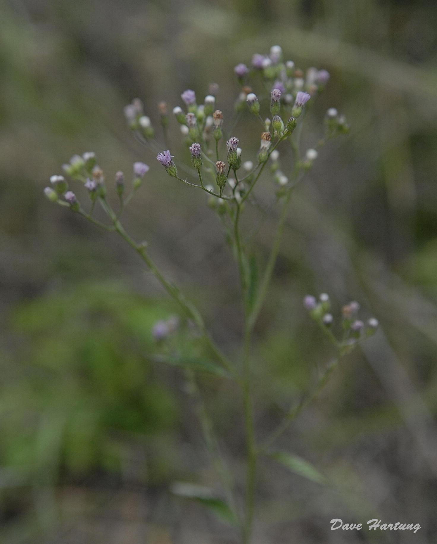 Vernonia meiostephana Vernonia meiostephana