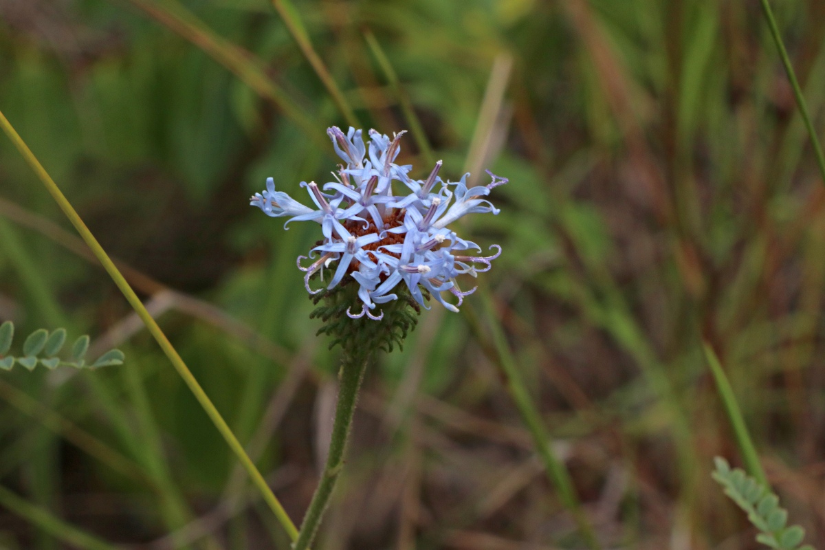 Vernonia melleri