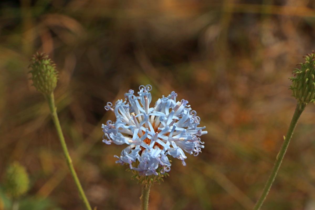 Vernonia melleri