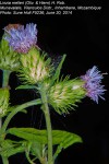 Vernonia melleri