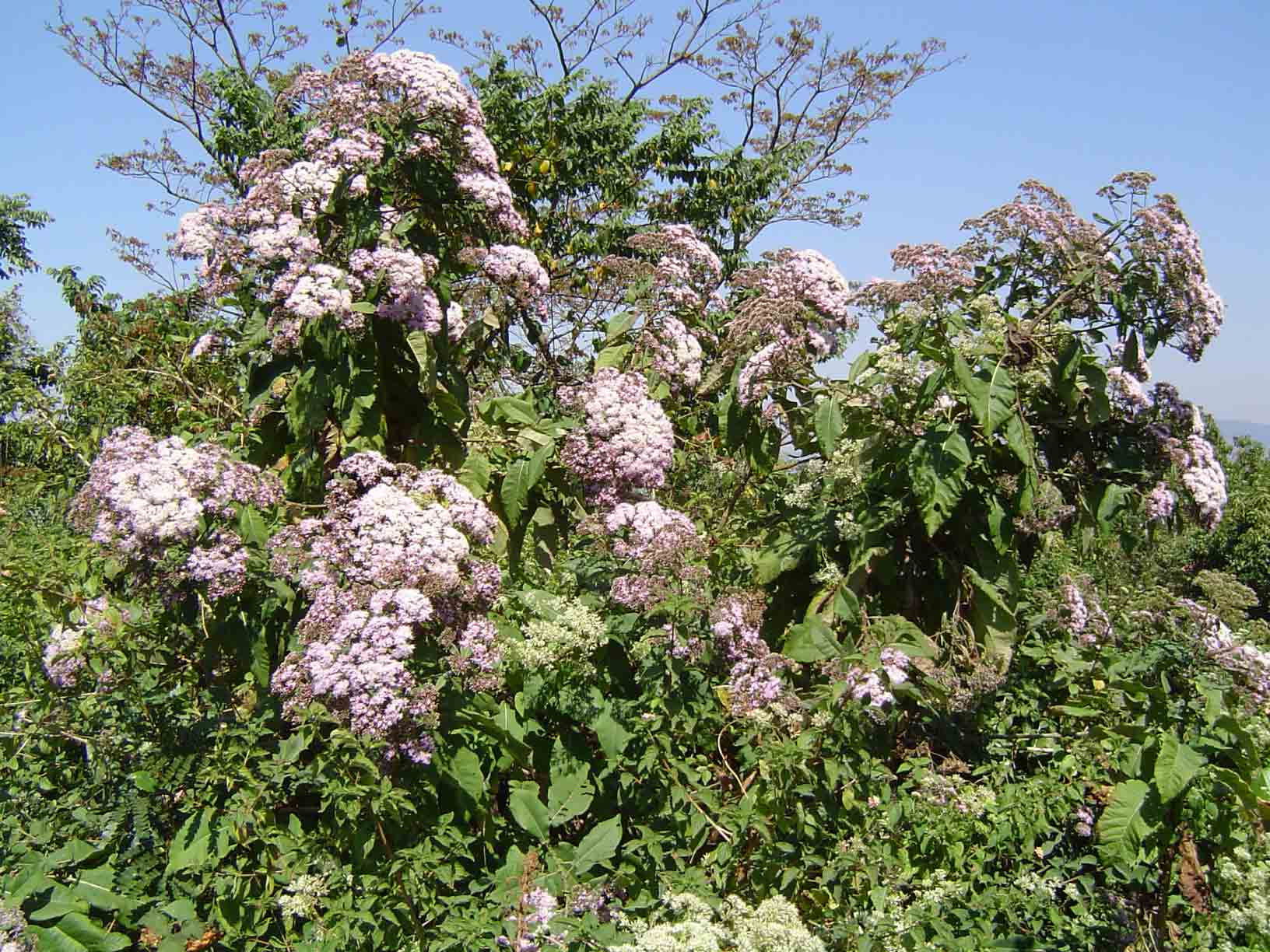 Vernonia myriantha