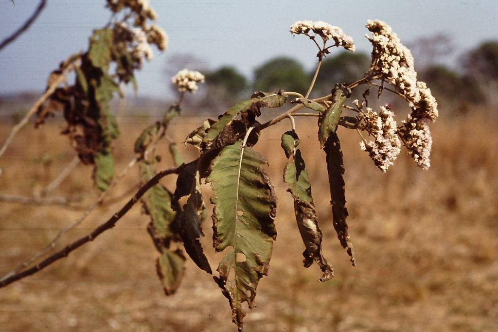 Vernonia myriantha