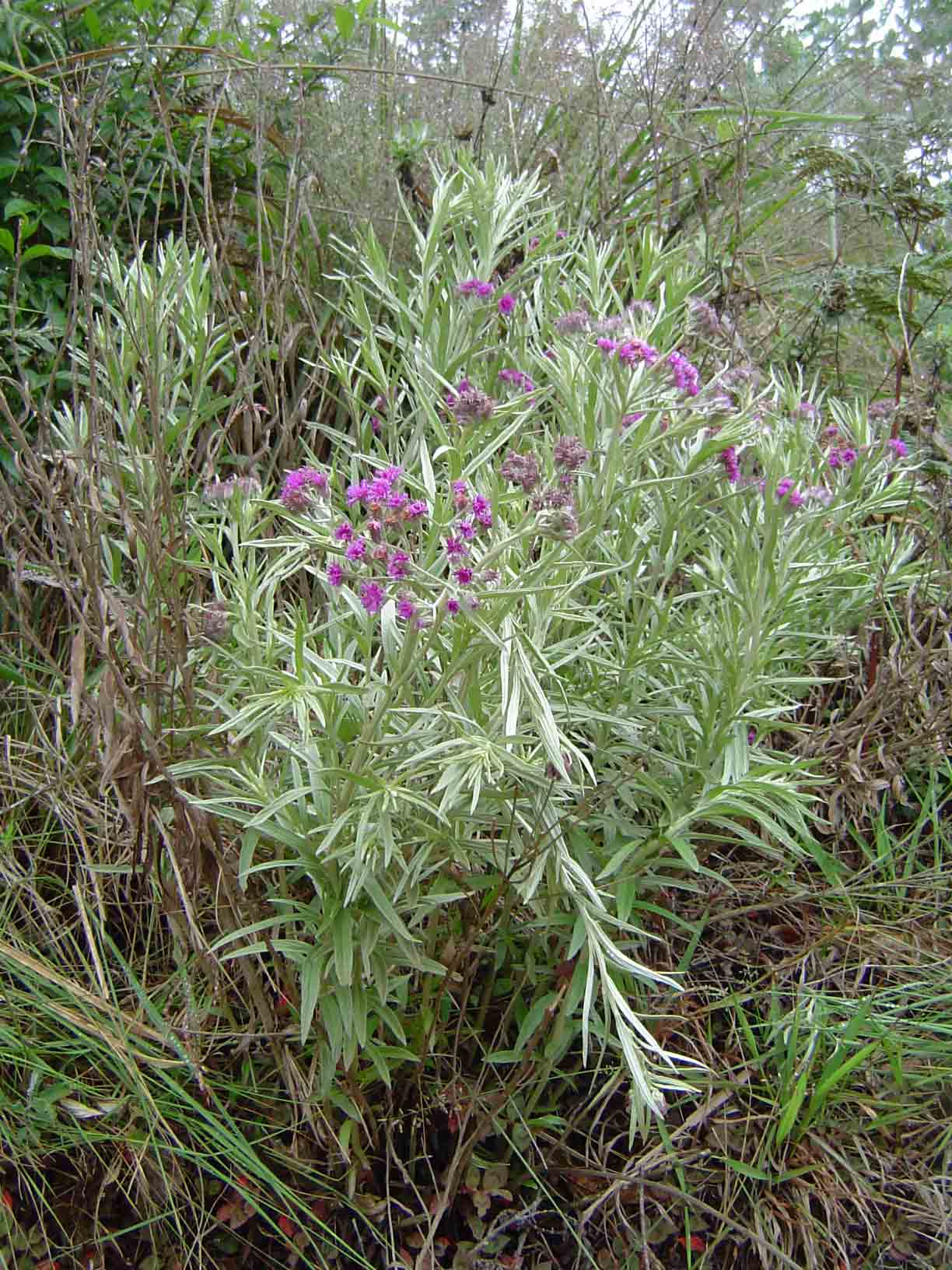 Vernonia natalensis