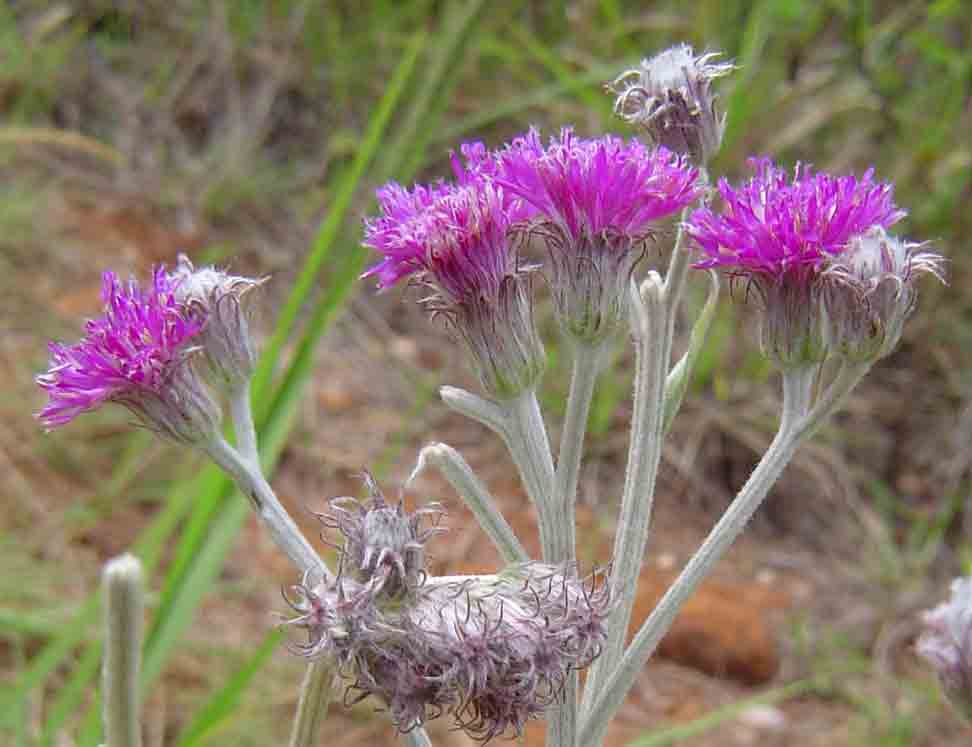 Vernonia natalensis