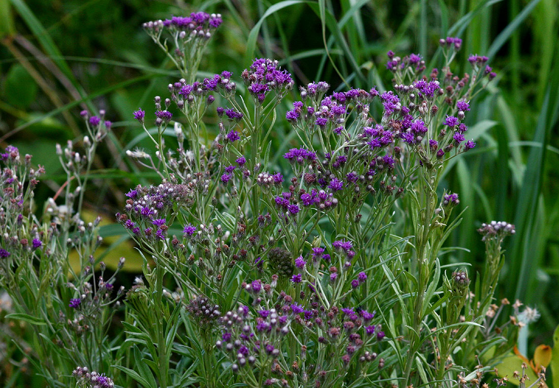 Vernonia natalensis