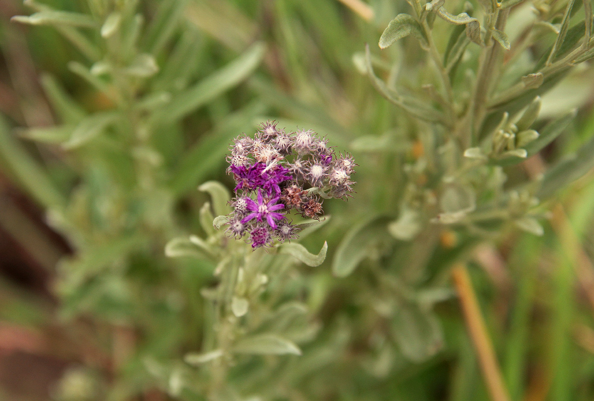 Vernonia natalensis
