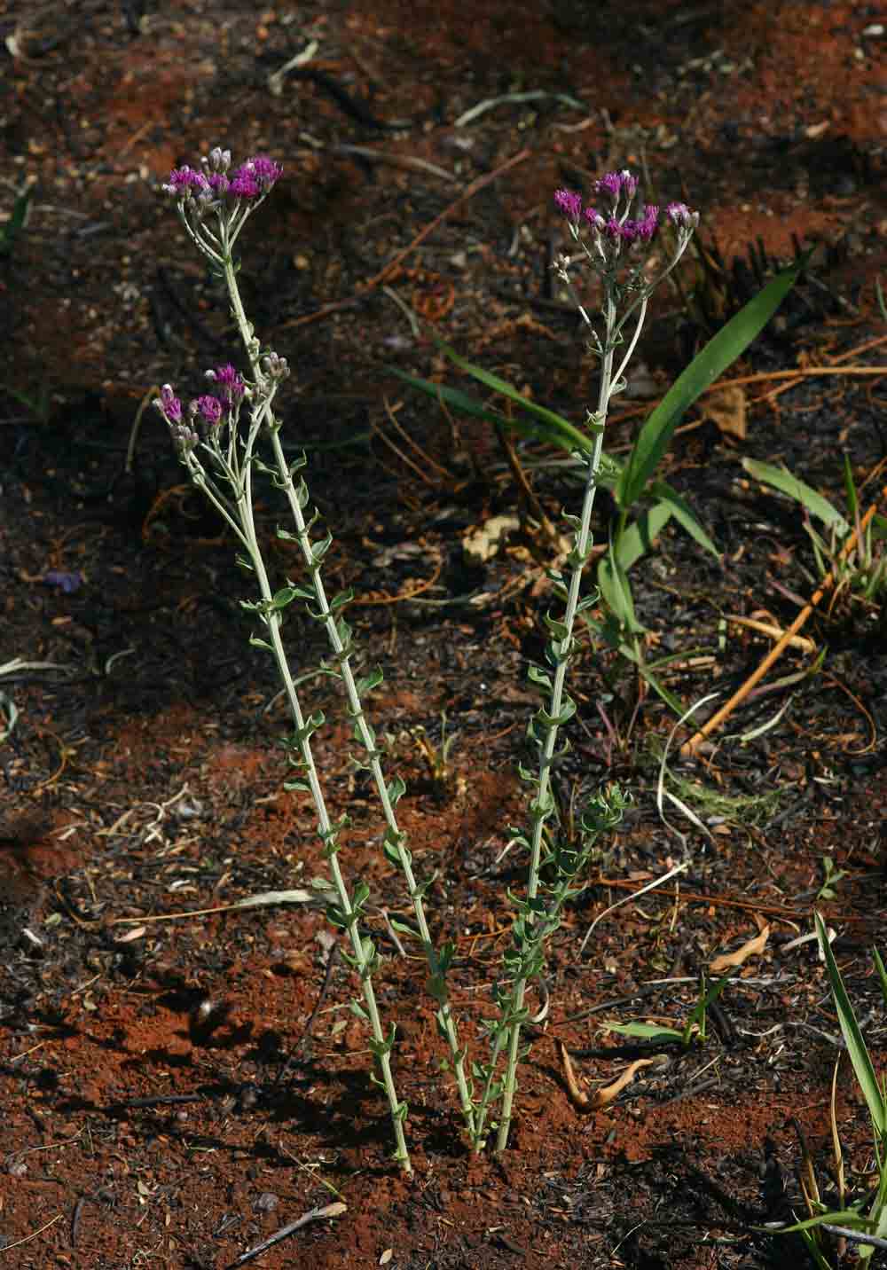 Vernonia oligocephala