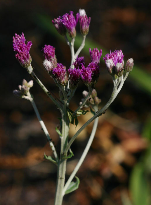 Vernonia oligocephala
