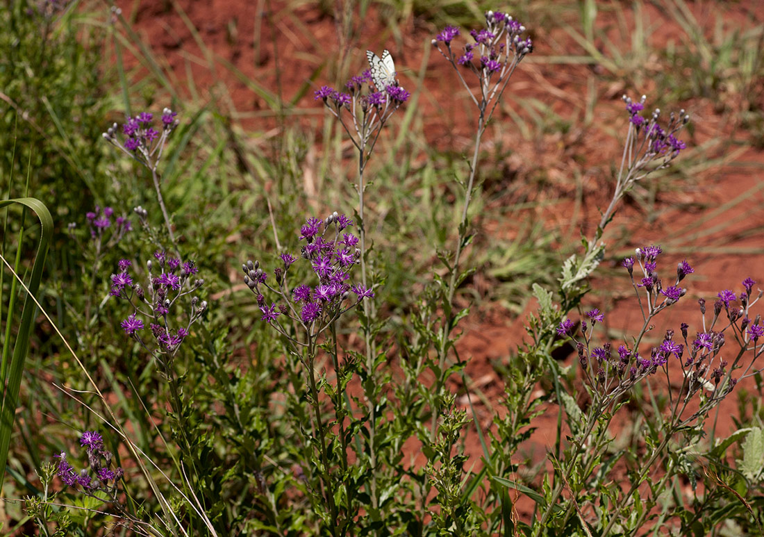 Vernonia oligocephala