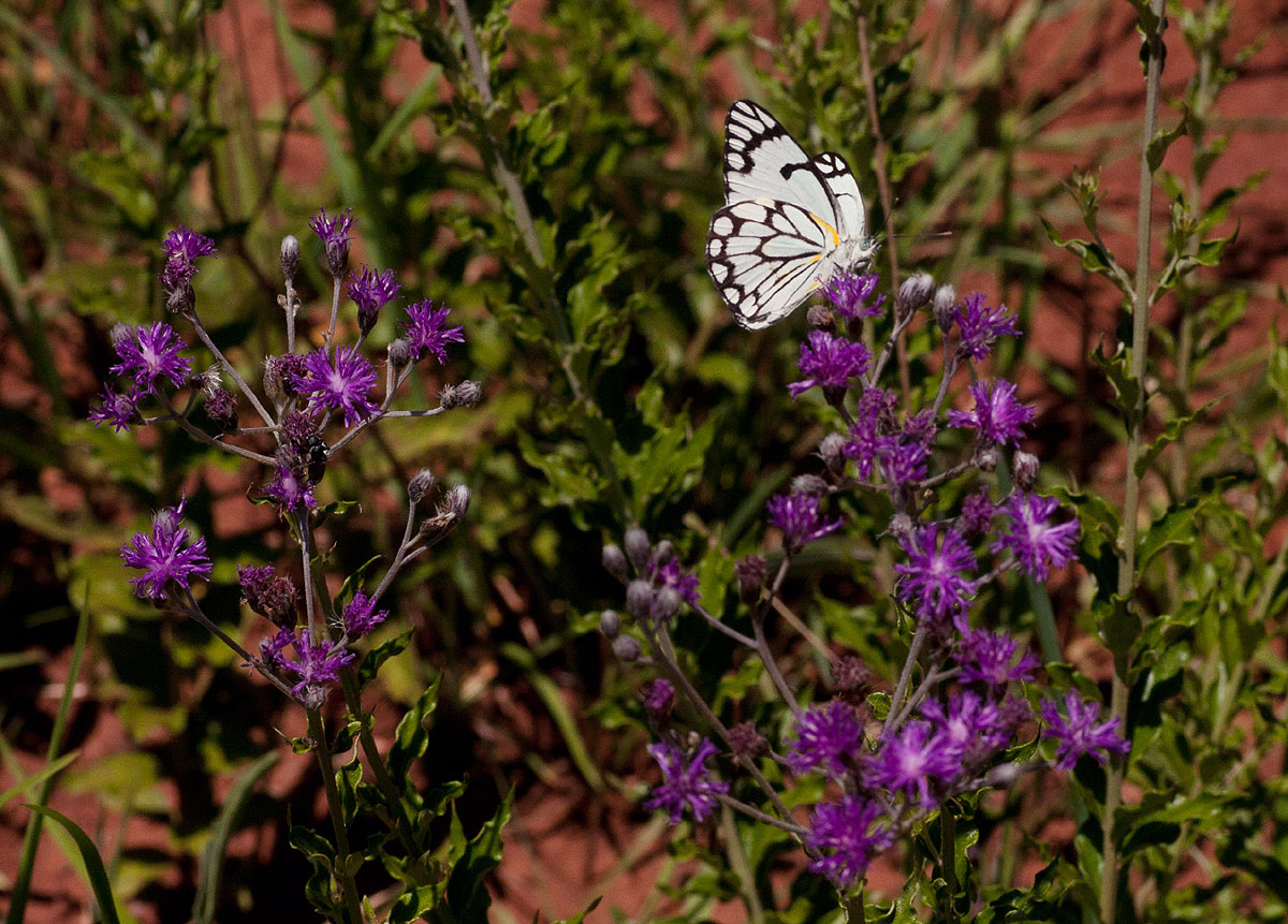 Vernonia oligocephala