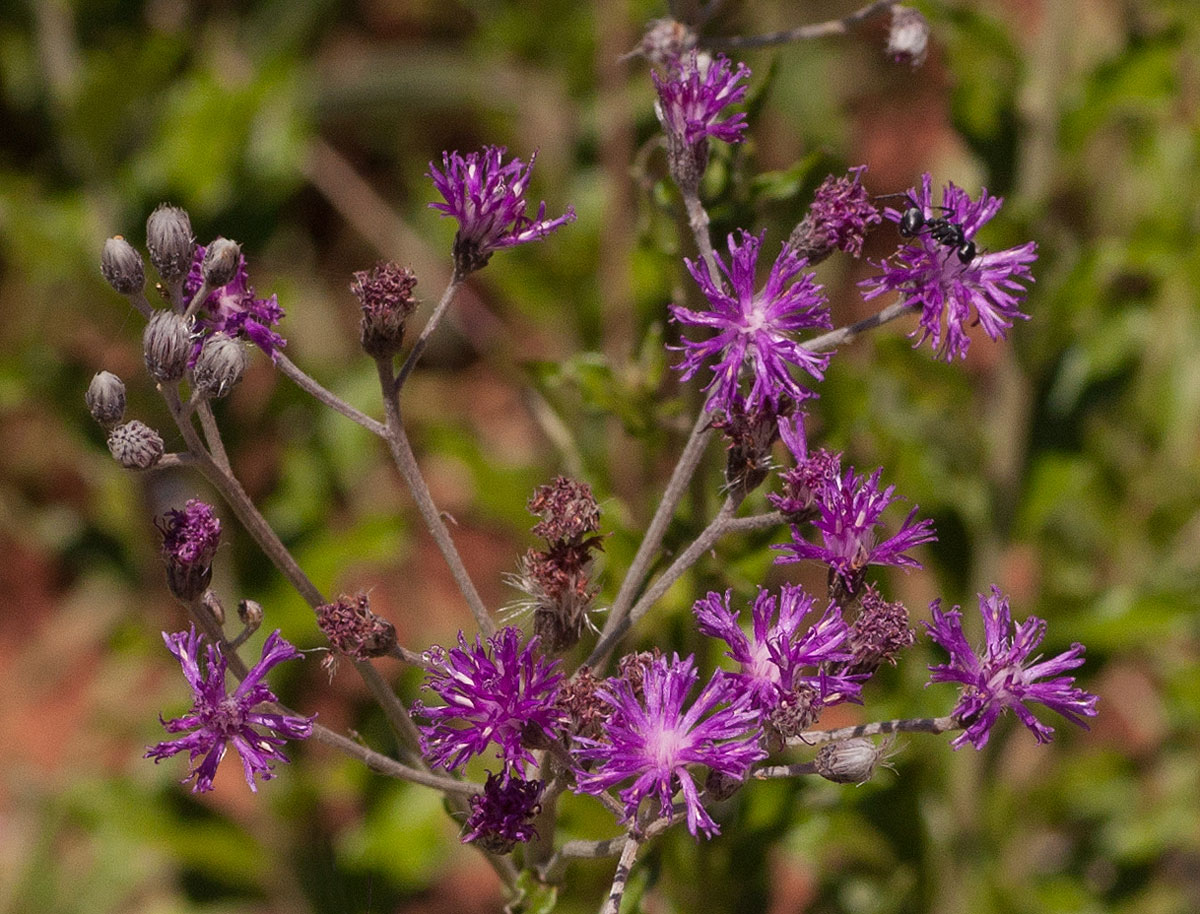 Vernonia oligocephala