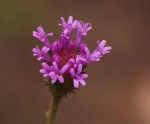 Vernonia petersii