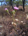 Vernonia petersii