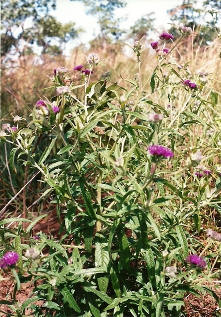 Vernonia petersii