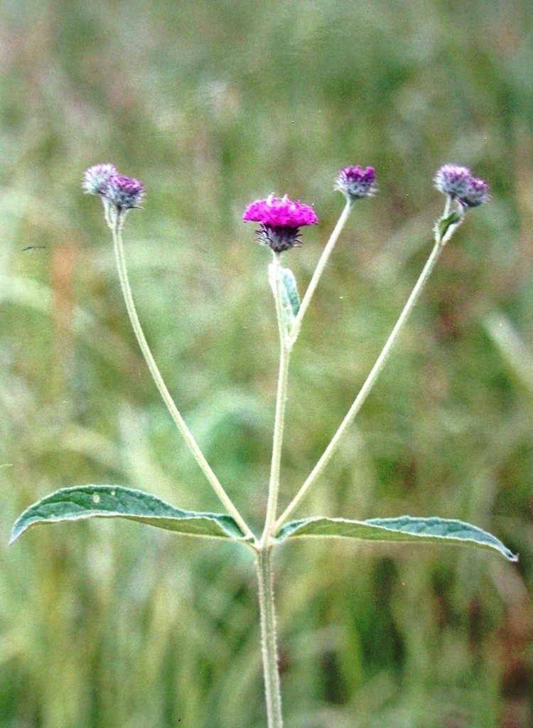 Vernonia petersii