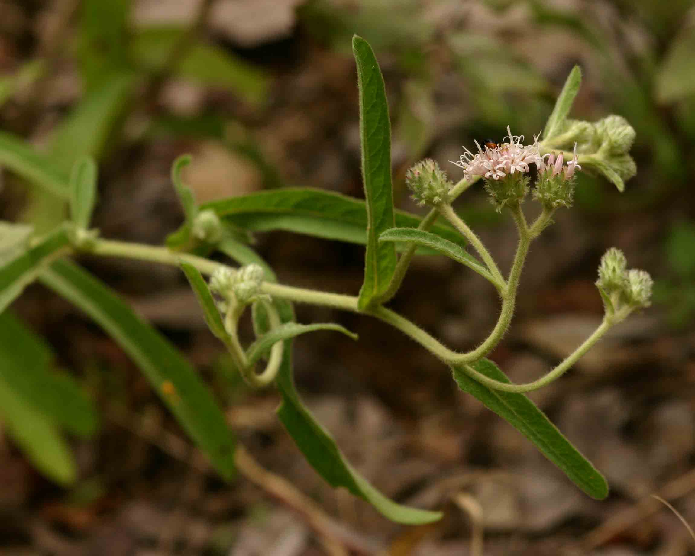 Vernonia petersii