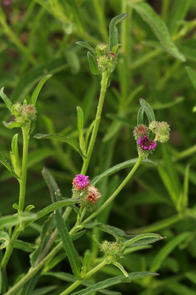 Vernonia petersii