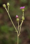 Vernonia petersii