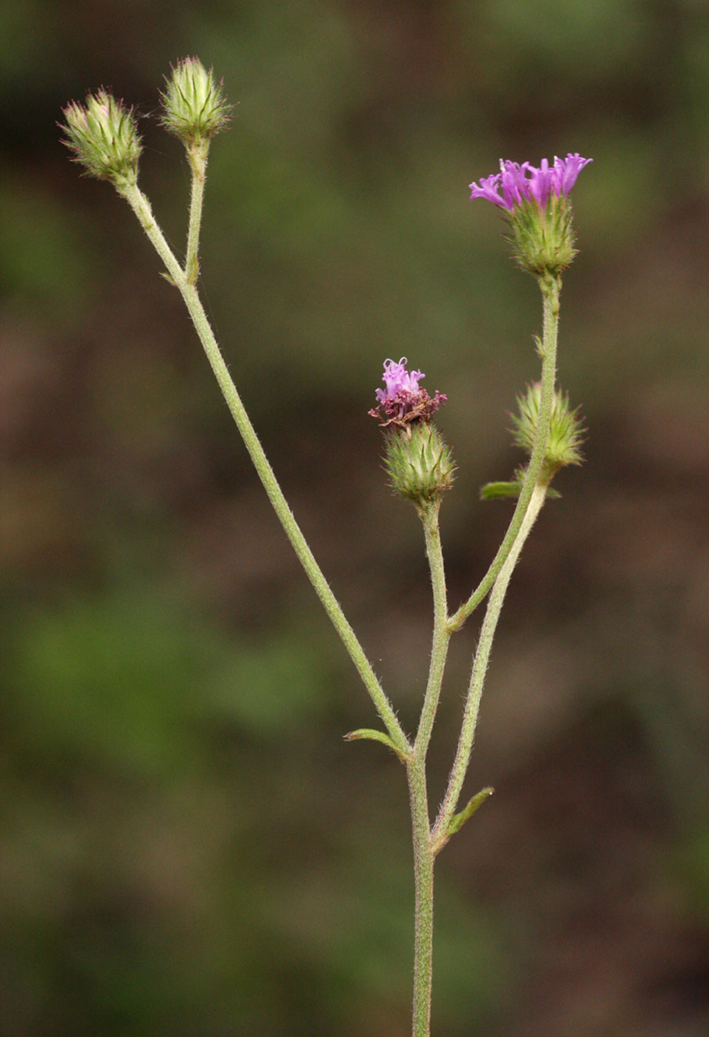 Vernonia petersii Vernonia petersii