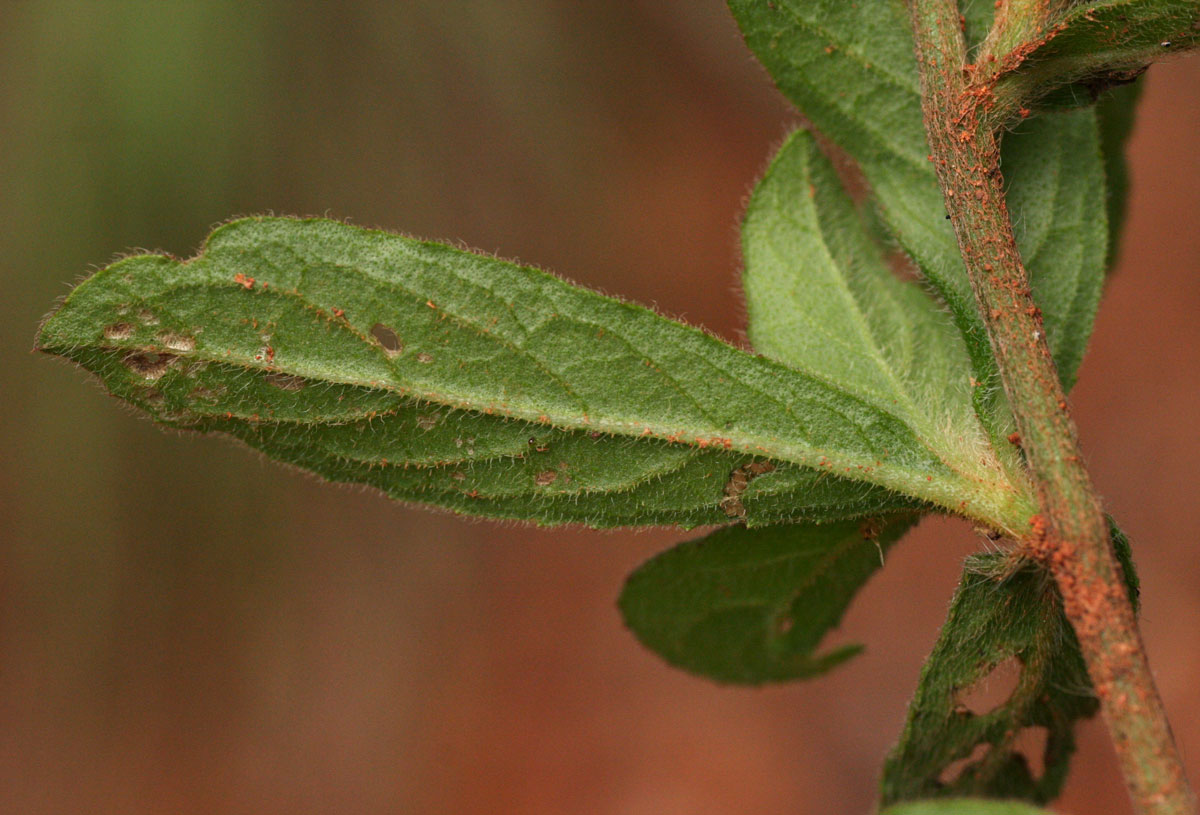Vernonia petersii Vernonia petersii