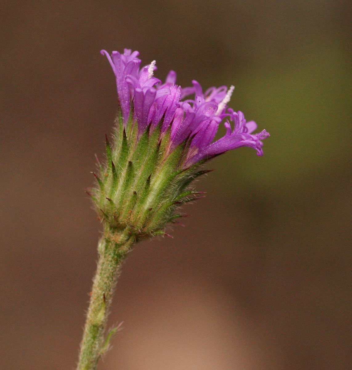 Vernonia petersii Vernonia petersii