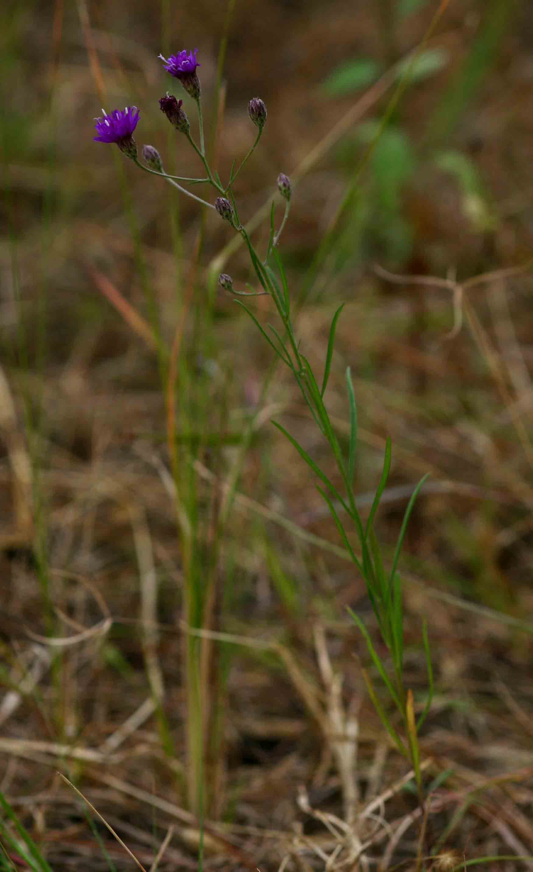 Vernonia poskeana subsp. poskeana