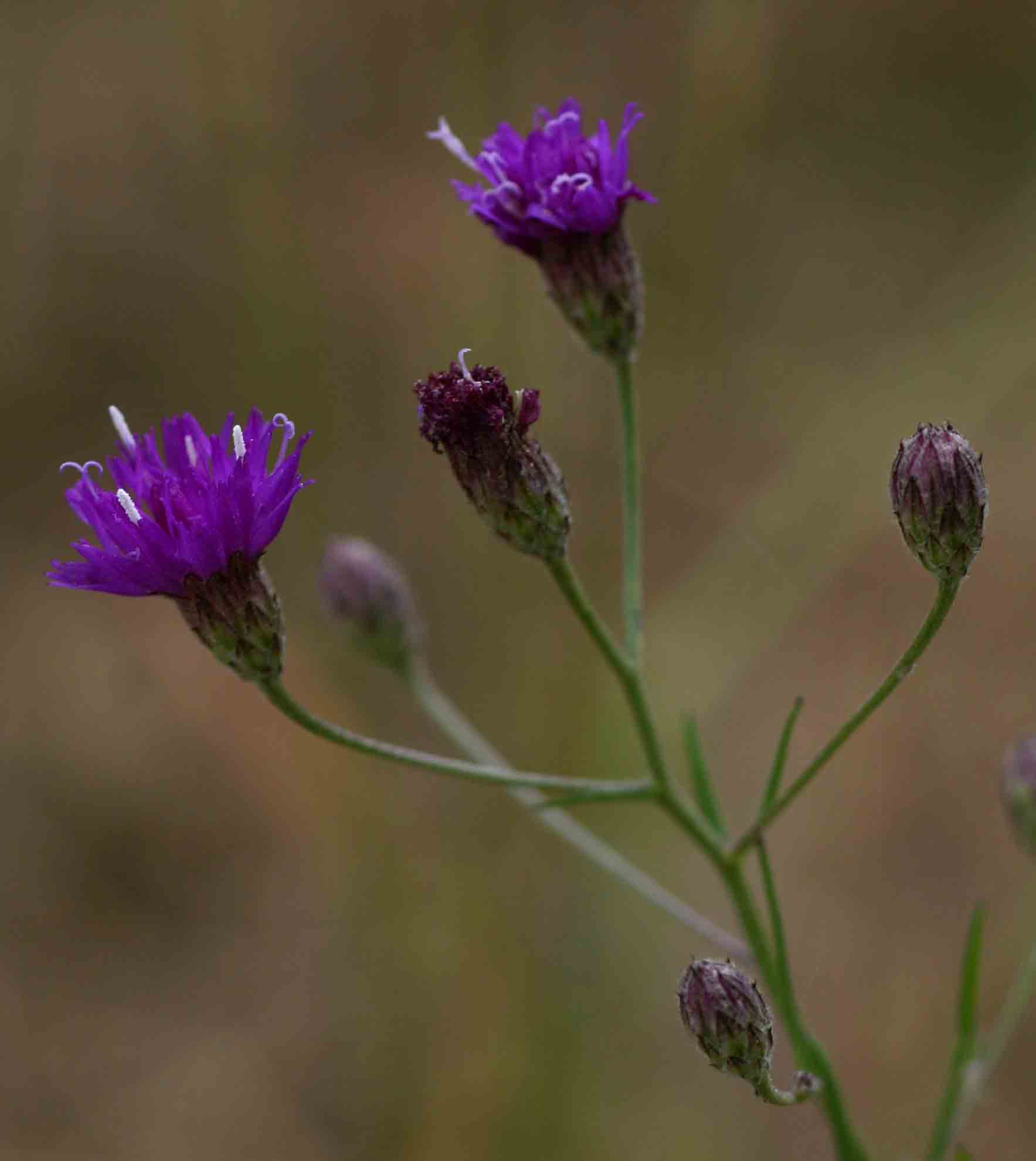 Vernonia poskeana subsp. poskeana