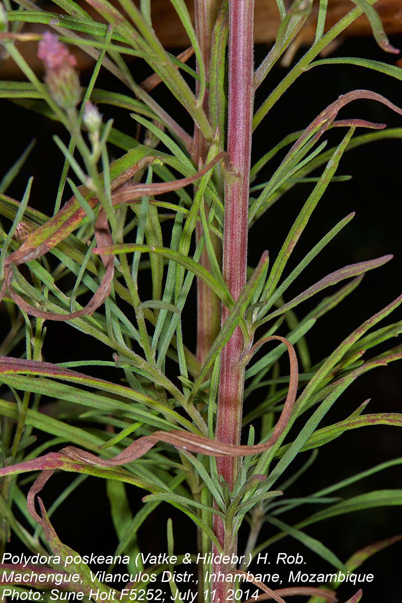 Vernonia poskeana subsp. poskeana