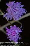 Vernonia poskeana subsp. poskeana