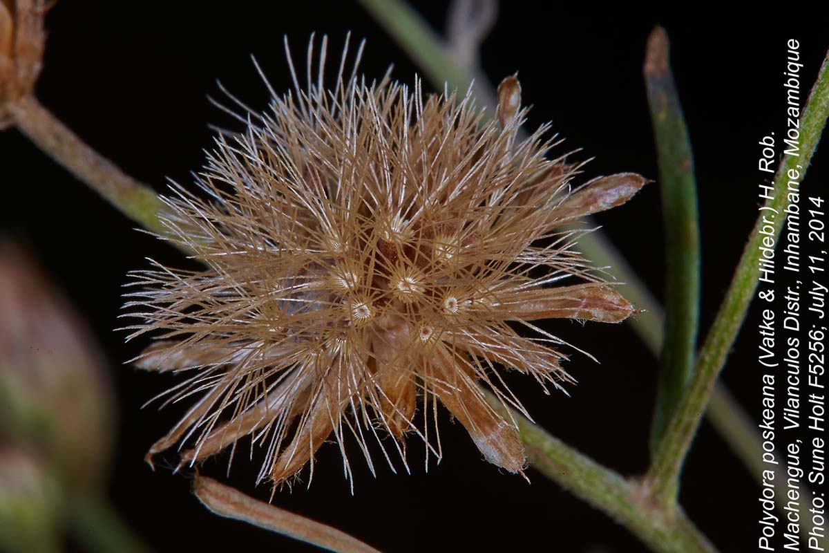 Vernonia poskeana subsp. poskeana