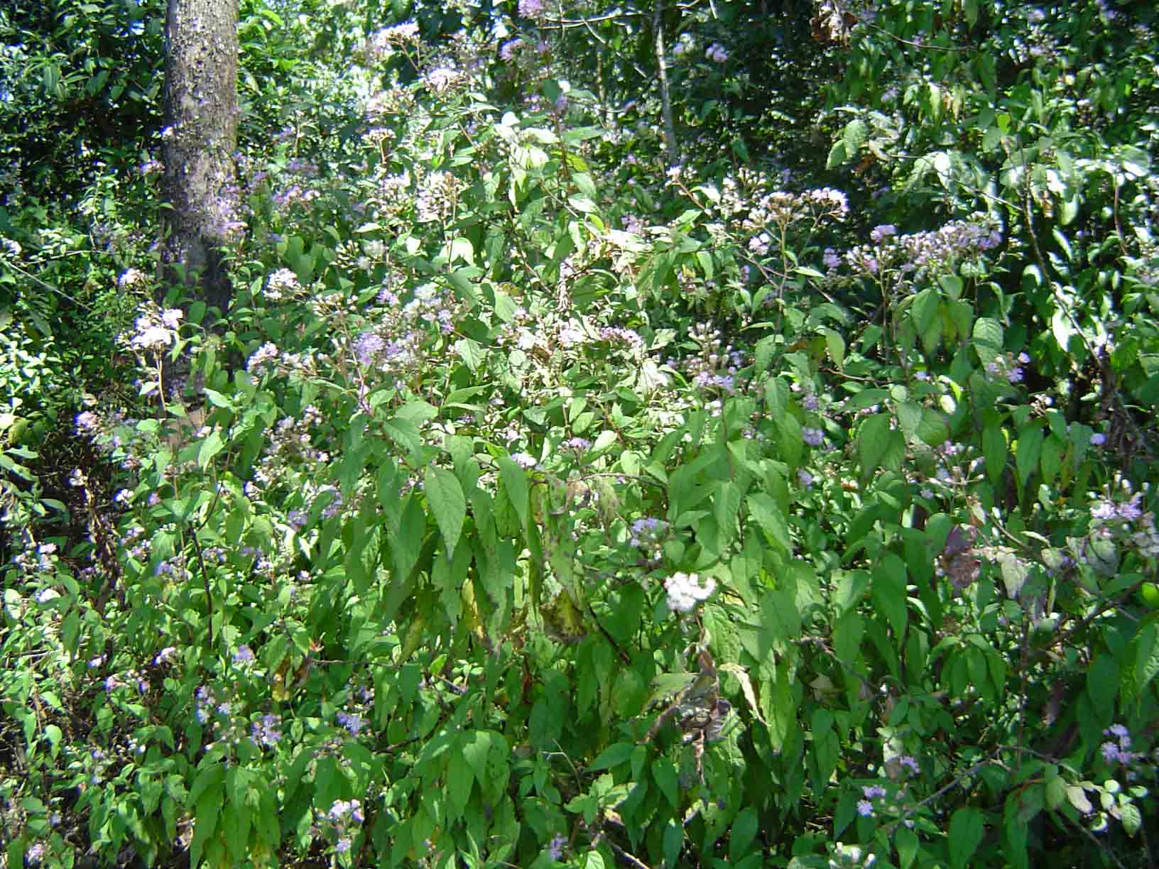 Vernonia wollastonii