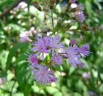 Vernonia wollastonii