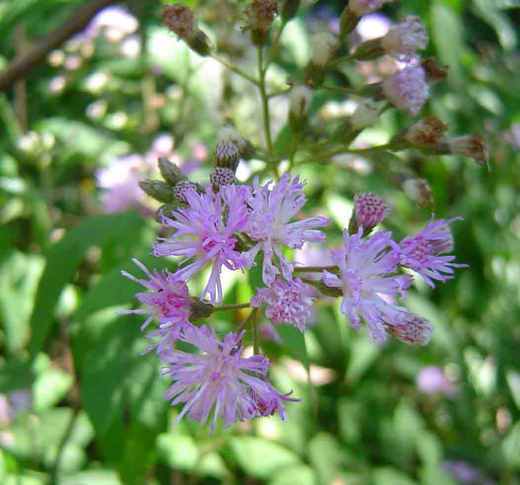 Vernonia wollastonii