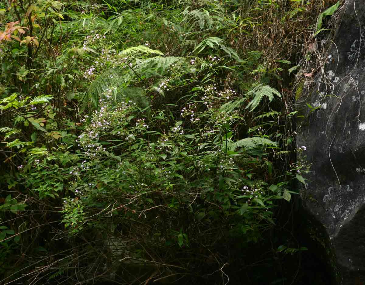 Vernonia wollastonii Vernonia wollastonii