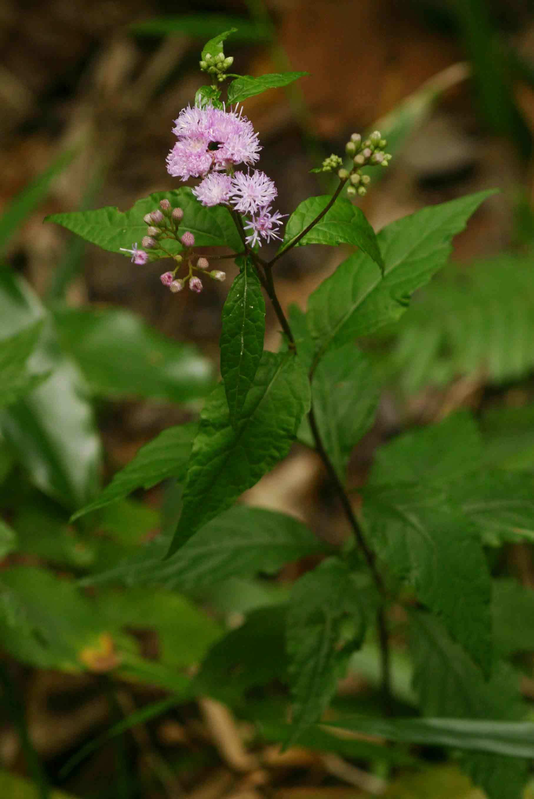 Vernonia wollastonii Vernonia wollastonii