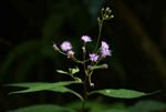 Vernonia wollastonii