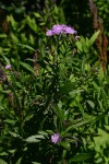 Vernonia wollastonii
