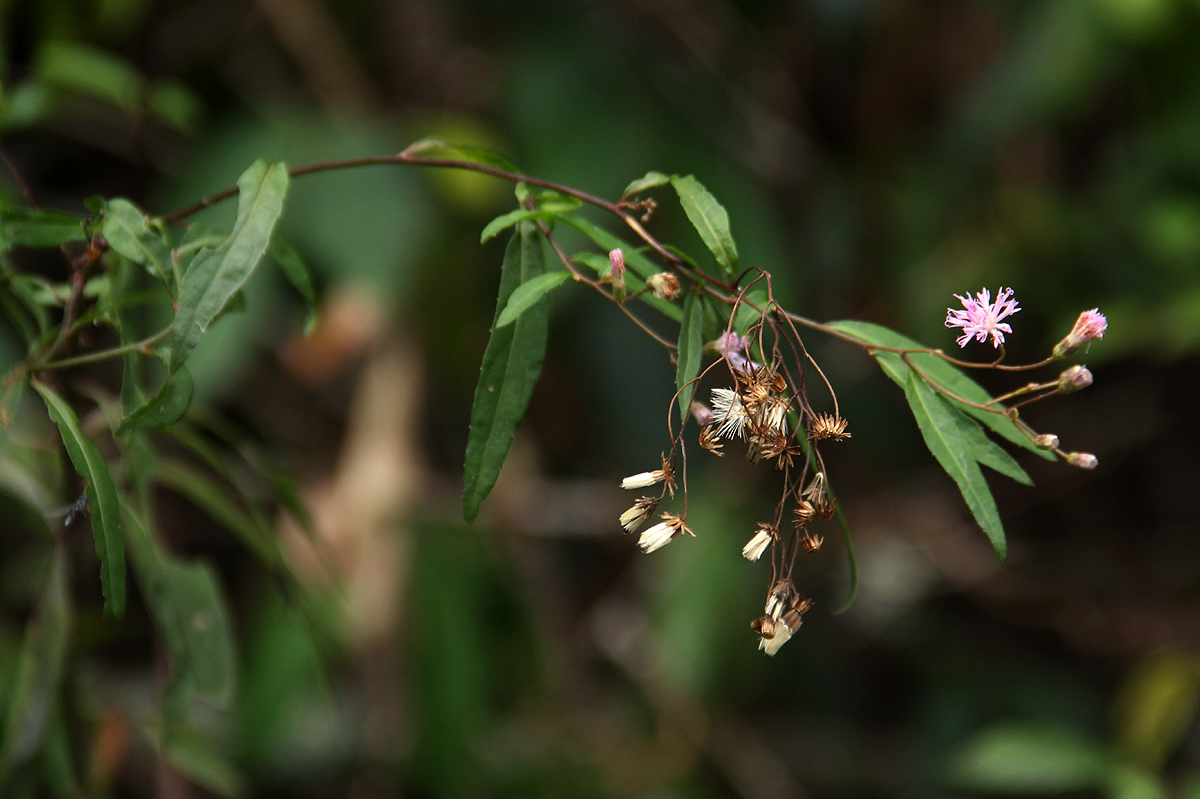 Vernonia wollastonii